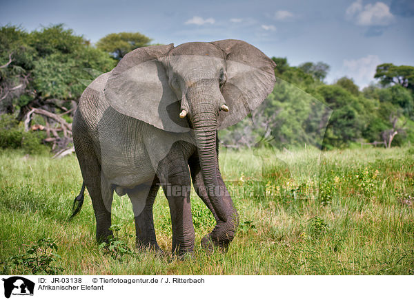 Afrikanischer Elefant / JR-03138