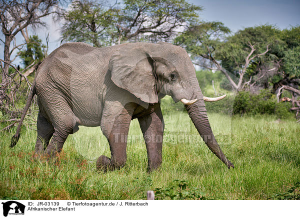 Afrikanischer Elefant / JR-03139