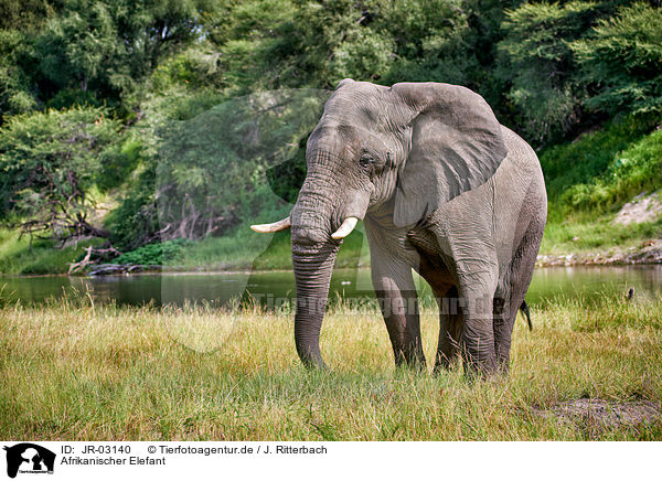 Afrikanischer Elefant / JR-03140
