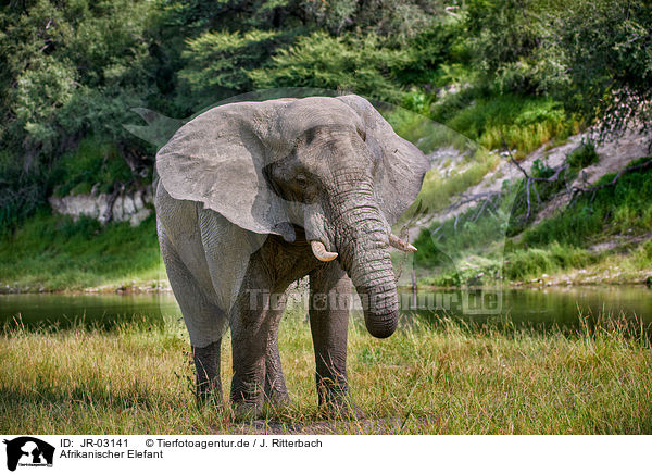 Afrikanischer Elefant / JR-03141