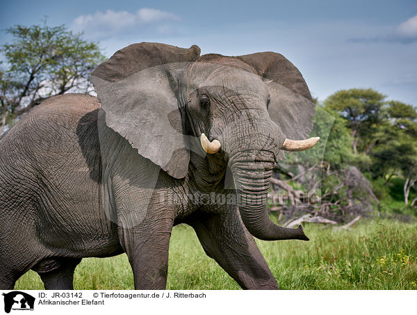 Afrikanischer Elefant / JR-03142