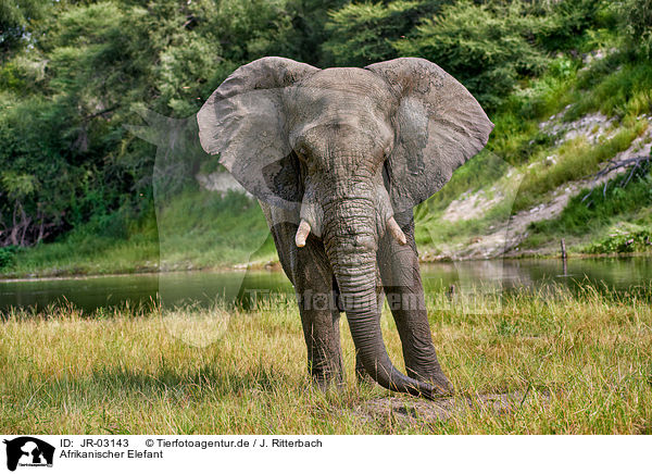 Afrikanischer Elefant / JR-03143