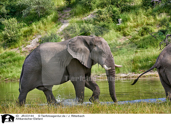 Afrikanischer Elefant / JR-03144