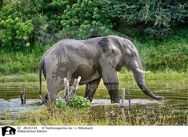 Afrikanischer Elefant / JR-03145