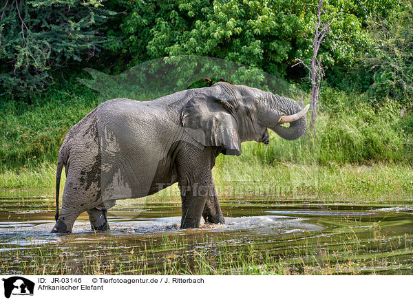 Afrikanischer Elefant / JR-03146