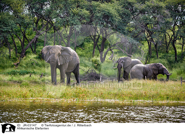 Afrikanische Elefanten / JR-03147