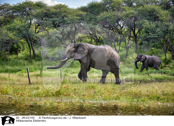 Afrikanische Elefanten / JR-03149