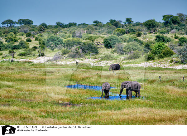 Afrikanische Elefanten / JR-03153