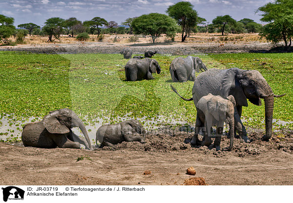 Afrikanische Elefanten / African elephants / JR-03719