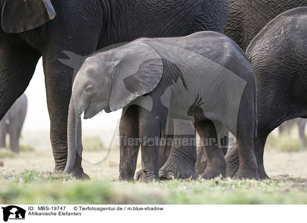 Afrikanische Elefanten / African elephants / MBS-19747