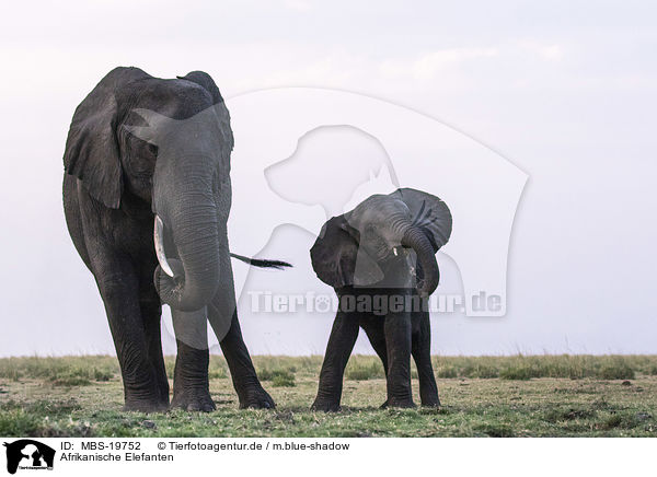 Afrikanische Elefanten / African Elephants / MBS-19752