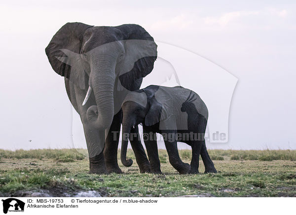 Afrikanische Elefanten / African elephants / MBS-19753