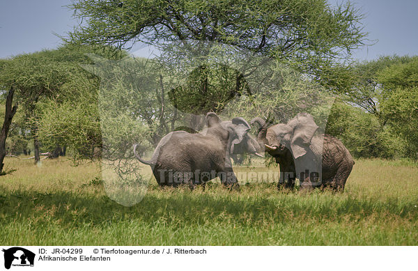 Afrikanische Elefanten / African Elephants / JR-04299
