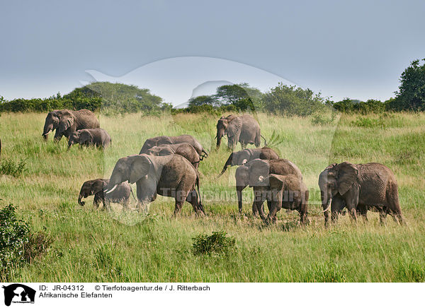 Afrikanische Elefanten / African Elephants / JR-04312