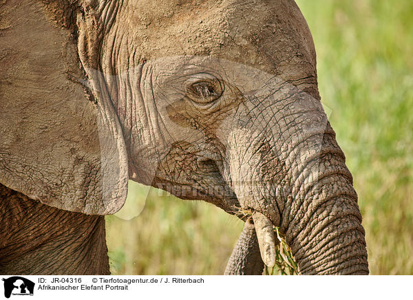 Afrikanischer Elefant Portrait / African Elephant portrait / JR-04316