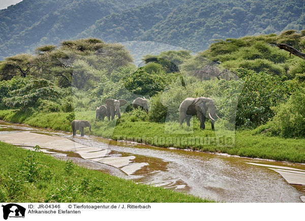 Afrikanische Elefanten / African Elephants / JR-04346