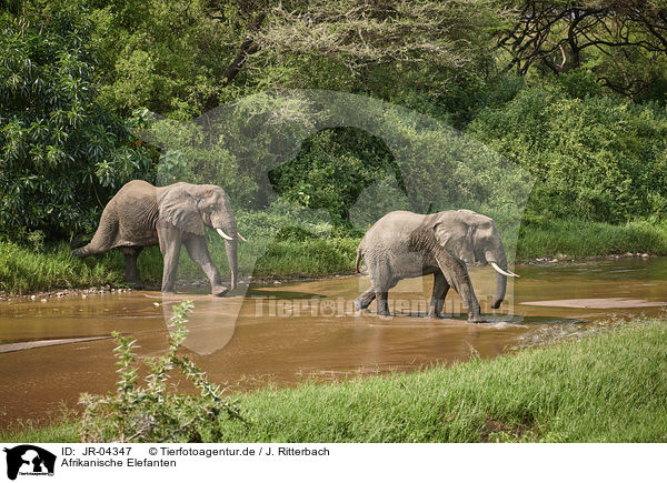 Afrikanische Elefanten / African Elephants / JR-04347