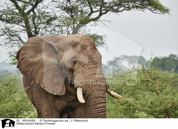 Afrikanischer Elefant Portrait / African Elephant portrait / JR-04369