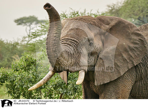 Afrikanischer Elefant Portrait / African Elephant portrait / JR-04370