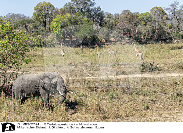 Afrikanischer Elefant mit Giraffen und Schwarzfersenantilopen / MBS-22524