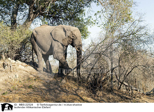 laufender Afrikanischer Elefant / MBS-22528