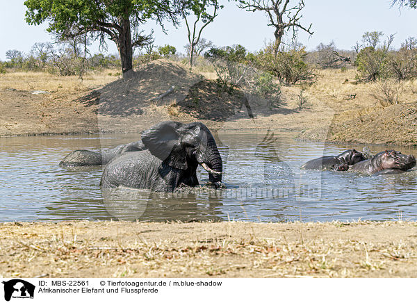 Afrikanischer Elefant und Flusspferde / MBS-22561