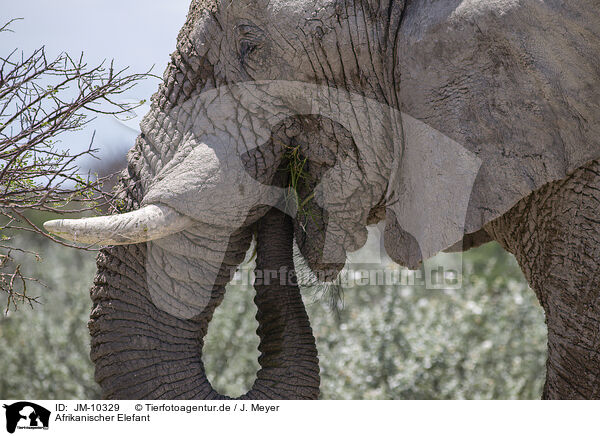 Afrikanischer Elefant / African elephant / JM-10329