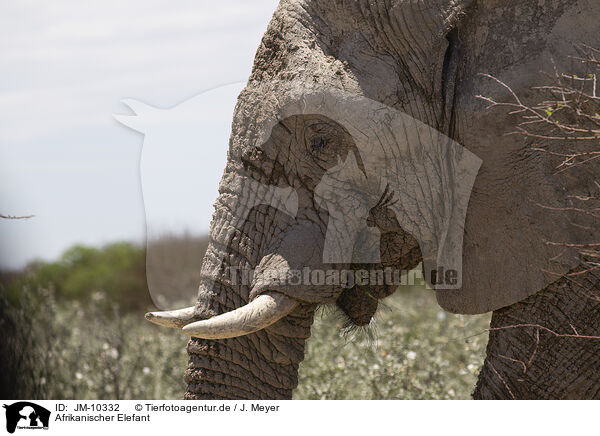 Afrikanischer Elefant / African elephant / JM-10332