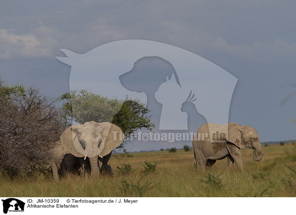 Afrikanische Elefanten / African elephants / JM-10359