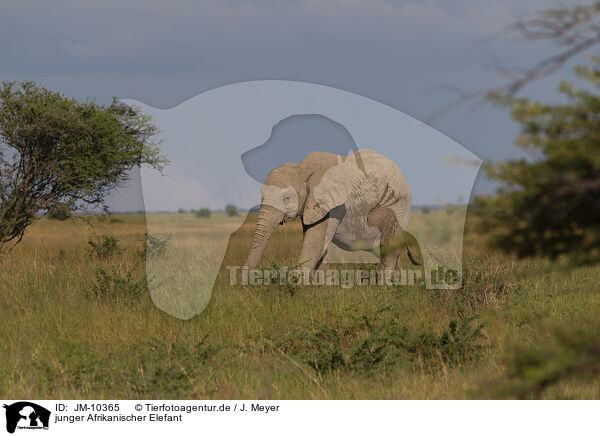 junger Afrikanischer Elefant / JM-10365
