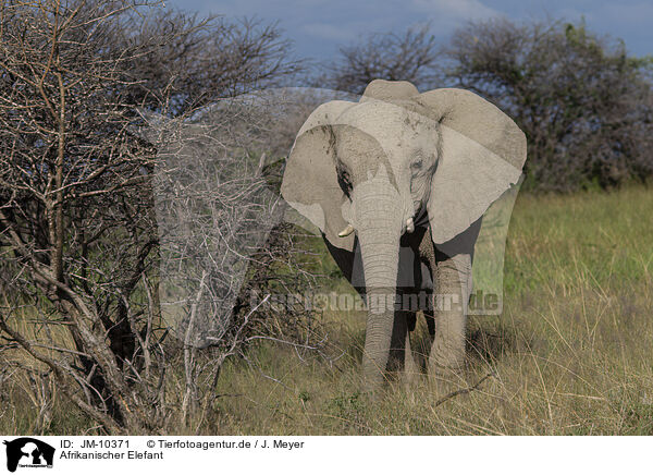 Afrikanischer Elefant / JM-10371