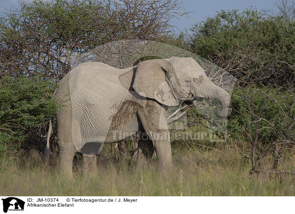 Afrikanischer Elefant / JM-10374