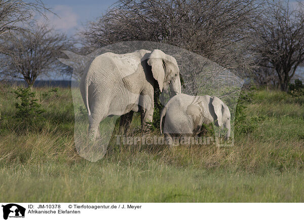 Afrikanische Elefanten / JM-10378