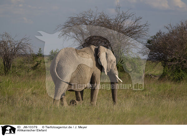 Afrikanischer Elefant / JM-10379