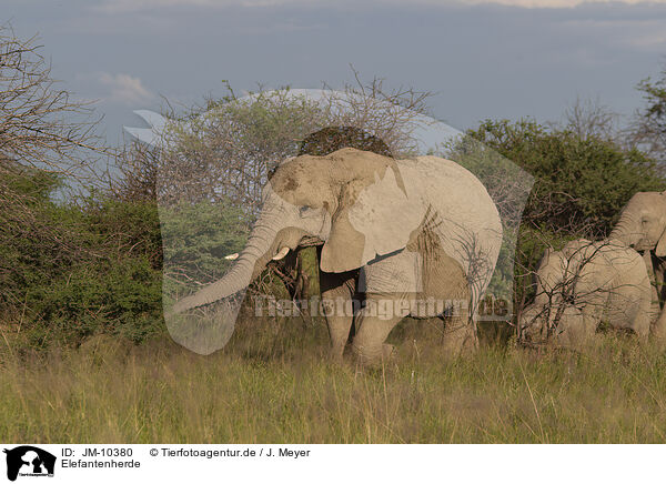 Elefantenherde / Herd of African elephants / JM-10380