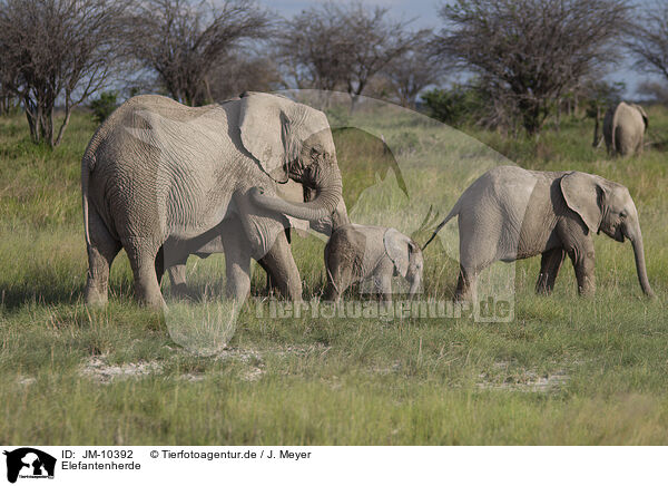 Elefantenherde / Herd of African elephants / JM-10392