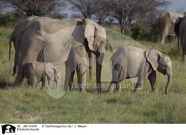 Elefantenherde / Herd of African elephants / JM-10395