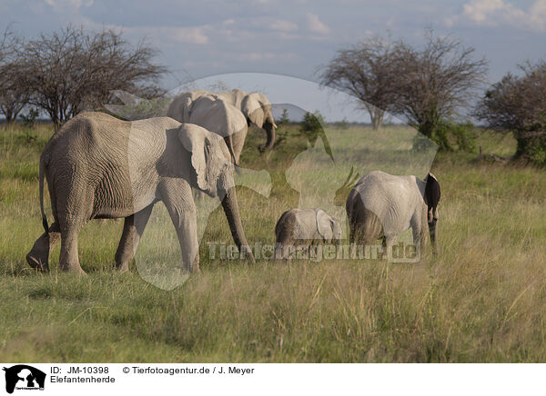 Elefantenherde / Herd of African elephants / JM-10398