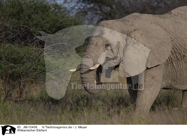 Afrikanischer Elefant / African elephant / JM-10406