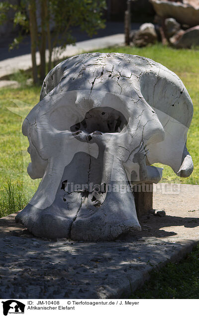 Afrikanischer Elefant / African elephant / JM-10408