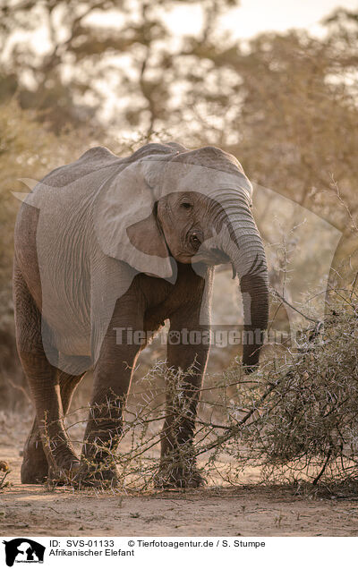 Afrikanischer Elefant / SVS-01133