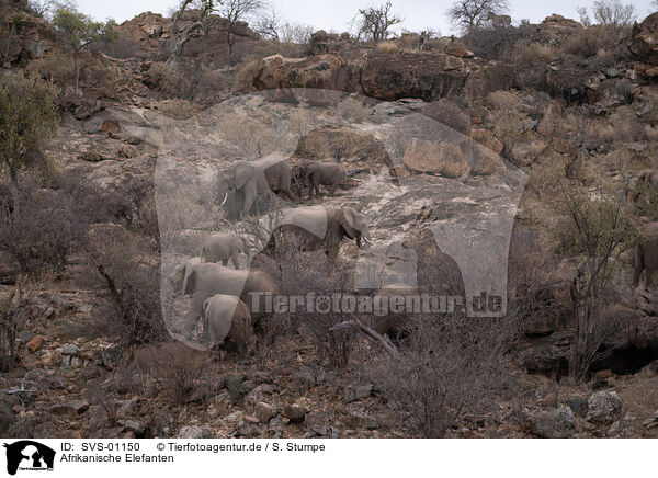 Afrikanische Elefanten / SVS-01150