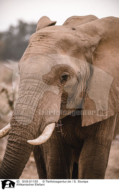 Afrikanischer Elefant / SVS-01155