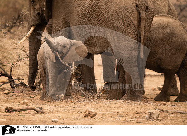 Afrikanische Elefanten / SVS-01158