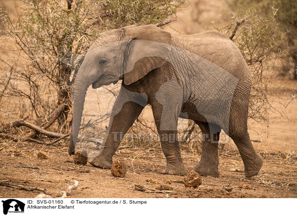 Afrikanischer Elefant / African elephant / SVS-01160