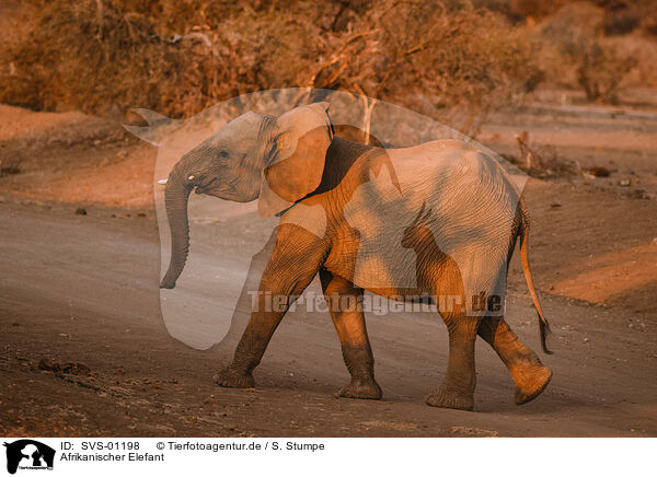 Afrikanischer Elefant / SVS-01198
