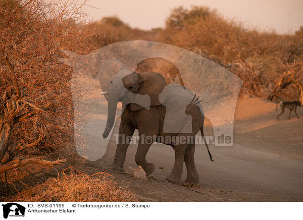 Afrikanischer Elefant / SVS-01199