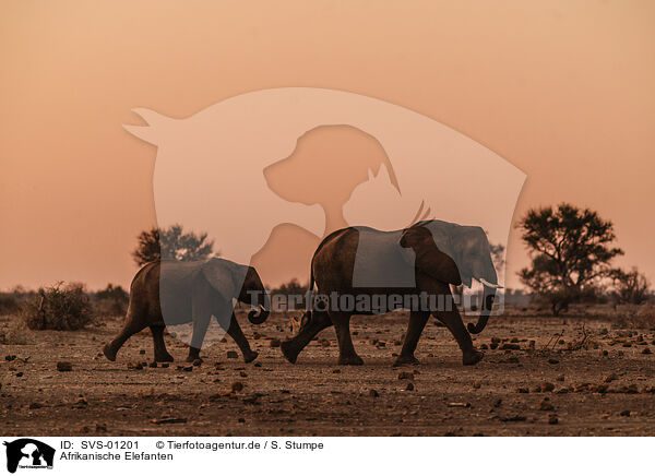 Afrikanische Elefanten / SVS-01201