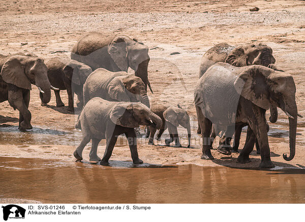 Afrikanische Elefanten / SVS-01246