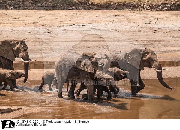 Afrikanische Elefanten / African elephants / SVS-01250